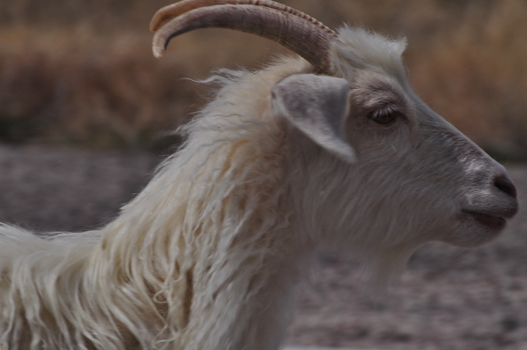 sheep closeup